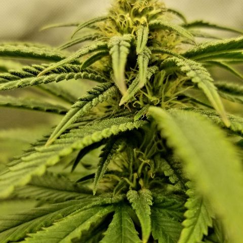 Gelat.OG growlog timeline photo