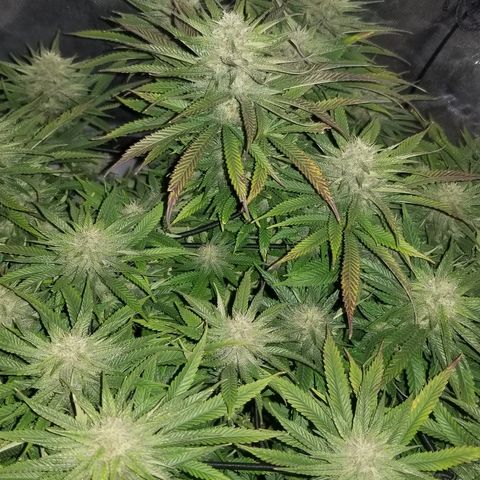 Gelat.OG growlog timeline photo