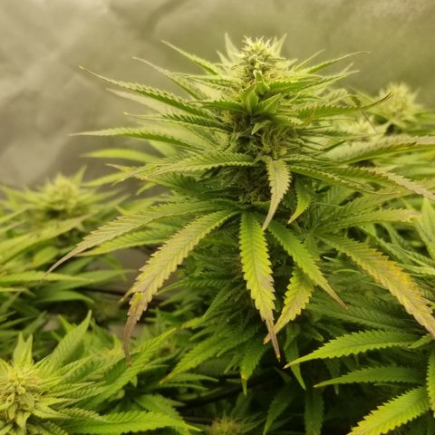 Gelat.OG growlog timeline photo