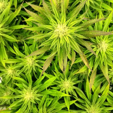 Gelat.OG growlog timeline photo