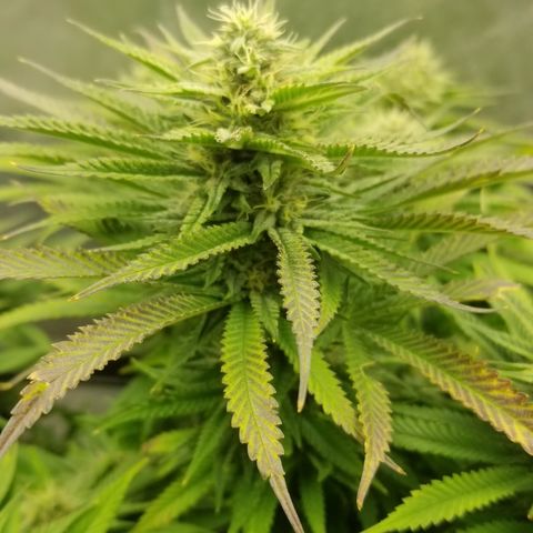 Gelat.OG growlog timeline photo