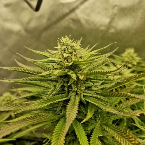 Gelat.OG growlog timeline photo