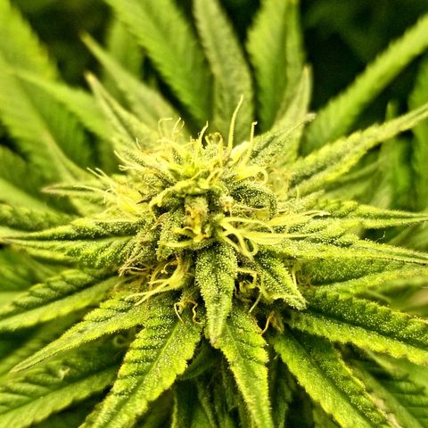 Gelat.OG growlog timeline photo