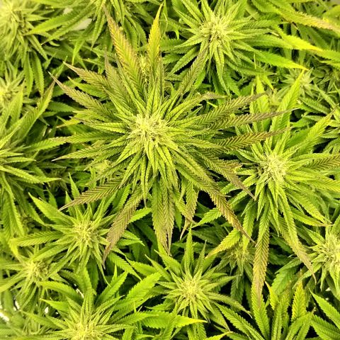 Gelat.OG growlog timeline photo