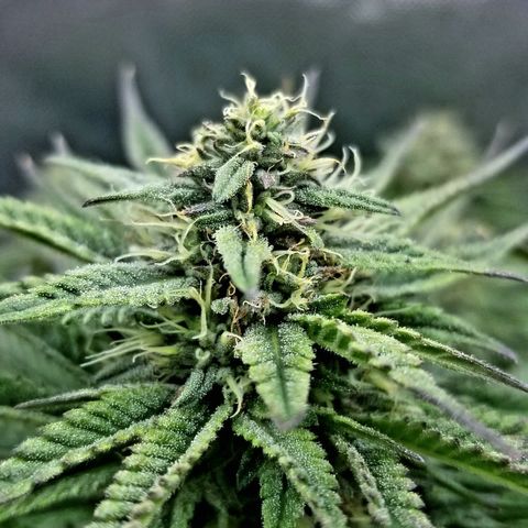 Gelat.OG growlog timeline photo