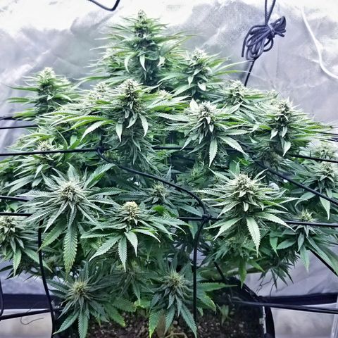 Gelat.OG growlog timeline photo