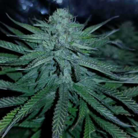 Gelat.OG growlog timeline photo