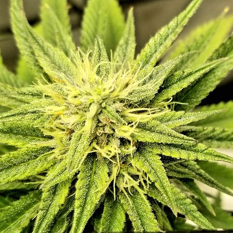 Gelat.OG growlog timeline photo