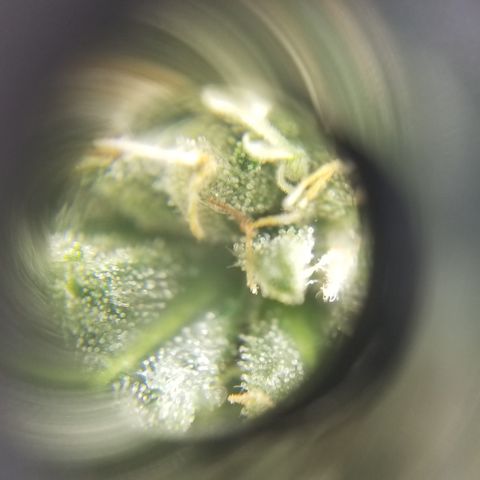 Gelat.OG growlog photo: Half way thru week seven first noticed smell today 