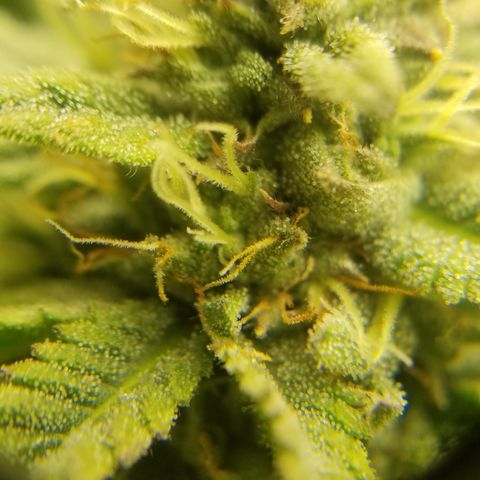 Gelat.OG growlog photo: Half way thru week seven first noticed smell today 