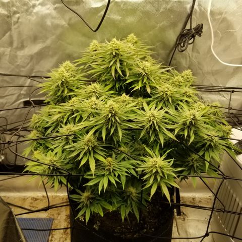 Gelat.OG growlog timeline photo