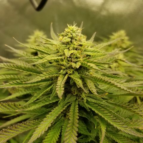 Gelat.OG growlog timeline photo