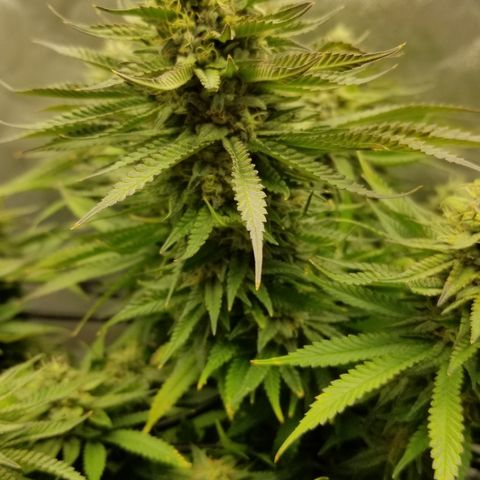 Gelat.OG growlog timeline photo