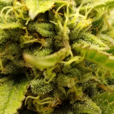 Gelat.OG growlog timeline photo