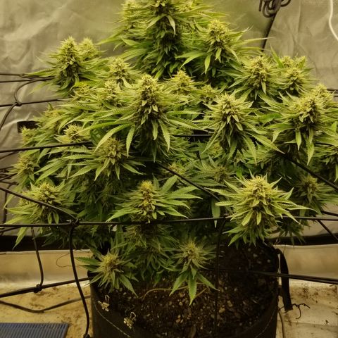 Gelat.OG growlog timeline photo