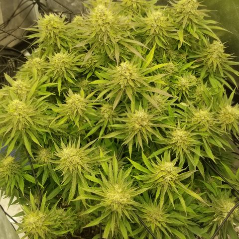 Gelat.OG growlog timeline photo