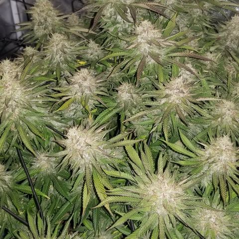 Gelat.OG growlog photo: Start of 48 hours light out 