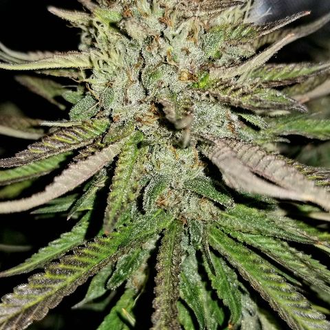 Gelat.OG growlog timeline photo