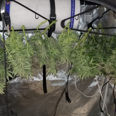 Gelat.OG growlog timeline photo