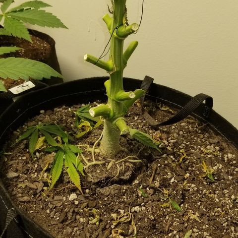 Gelat.OG growlog timeline photo