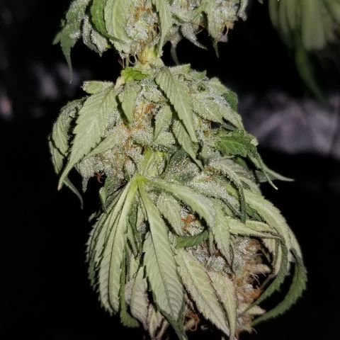 Gelat.OG growlog photo: 1 day drying 