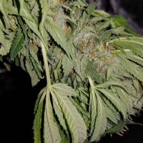 Gelat.OG growlog photo: 1 day drying 