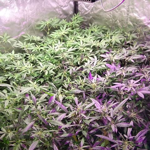 Og24k E2 growlog photo