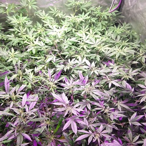 Og24k E2 growlog timeline photo