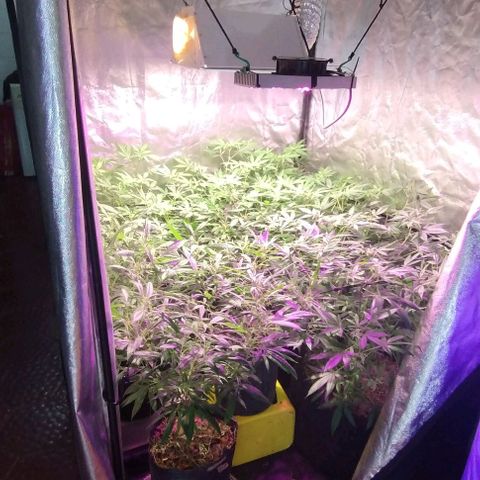 Og24k E2 growlog timeline photo