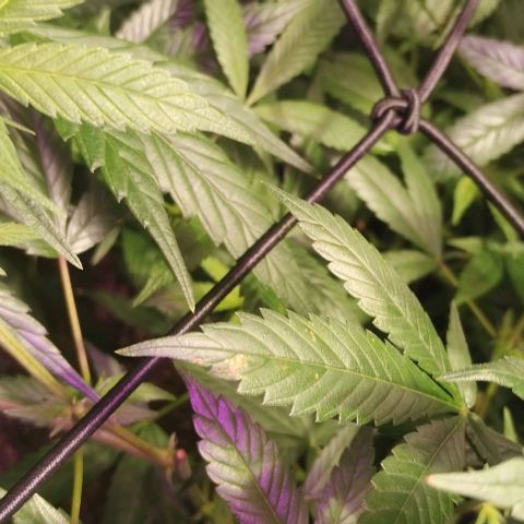 Og24k E2 growlog photo