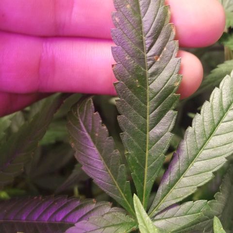 Og24k E2 growlog photo
