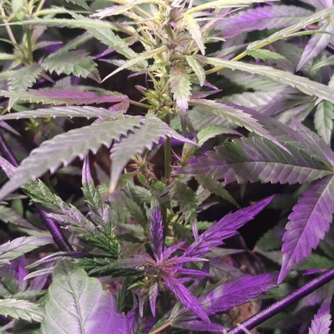 Og24k E2 growlog photo