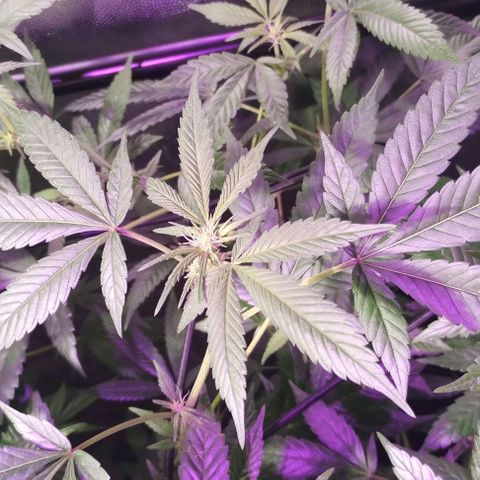 Og24k E2 growlog timeline photo