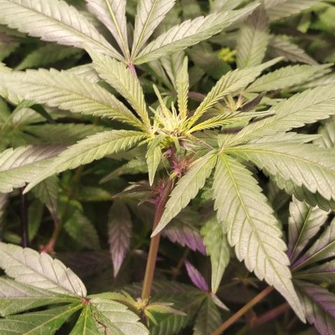 Og24k E2 growlog timeline photo