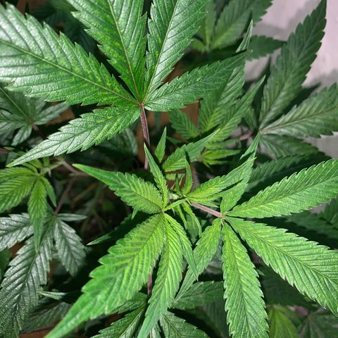 Sweet Zenzation growlog photo: Ph:6.7
PPM:580
