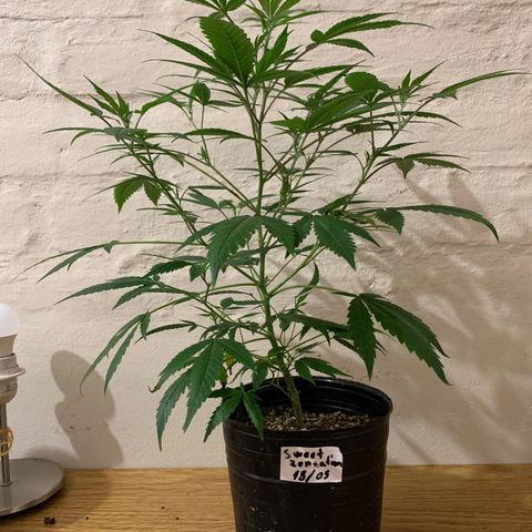 Sweet Zenzation growlog photo: Ph:6.7
PPM:580