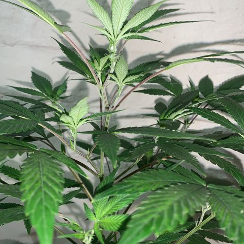 Sweet Zenzation growlog photo: Ph:6.7
PPM:580