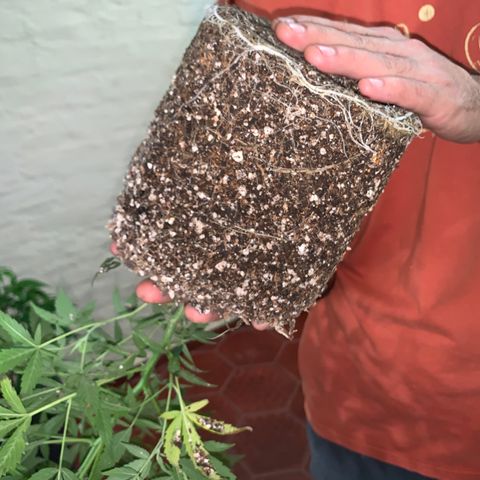 Sweet Zenzation growlog timeline photo