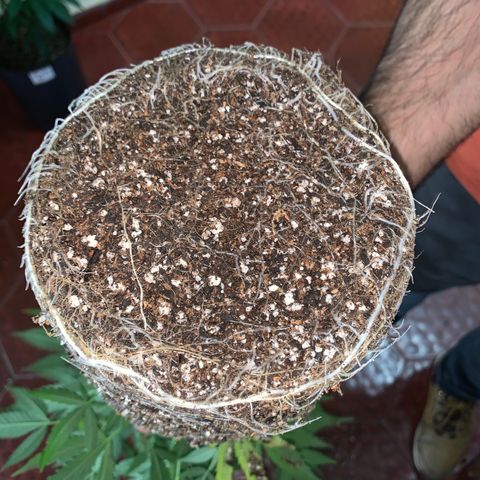Sweet Zenzation growlog timeline photo