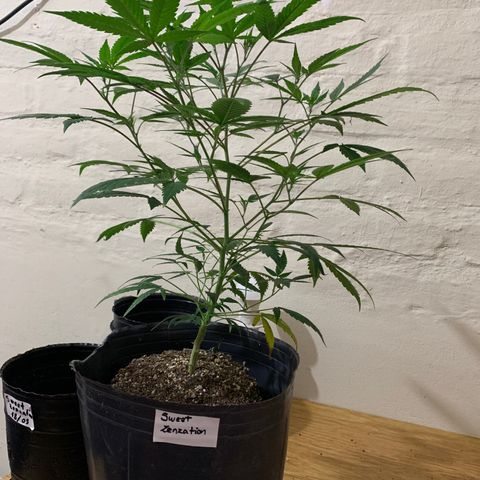 Sweet Zenzation growlog timeline photo