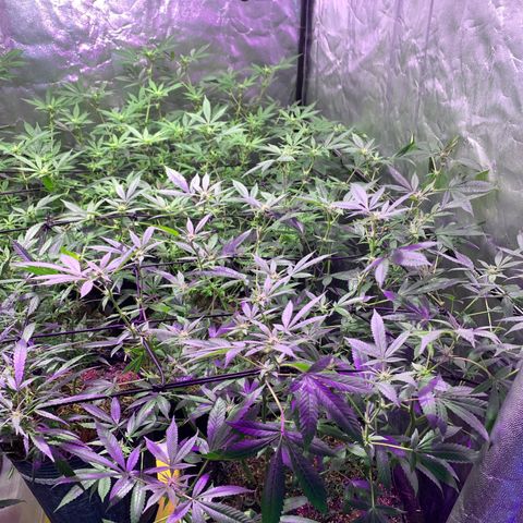 Og24k E2 growlog timeline photo