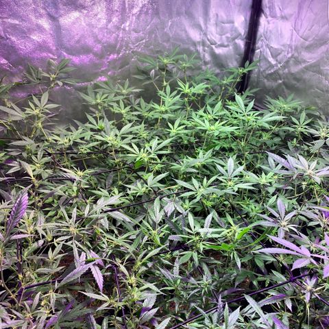 Og24k E2 growlog timeline photo