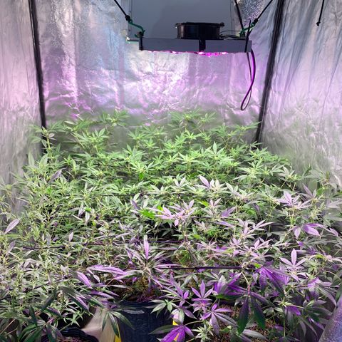 Og24k E2 growlog timeline photo