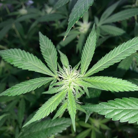 Og24k E2 growlog photo: Ultima pulverización con preventivo! 
