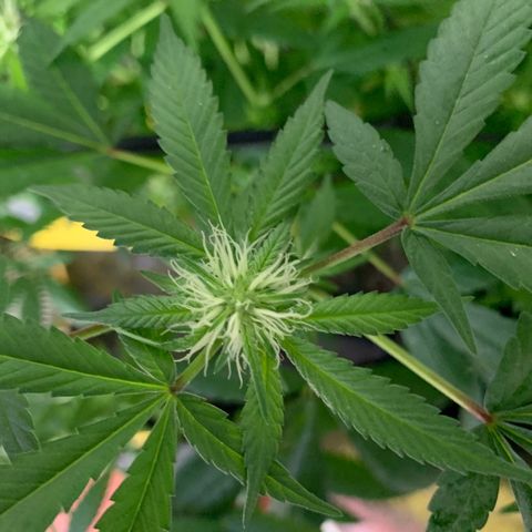 Og24k E2 growlog photo: Ultima pulverización con preventivo! 