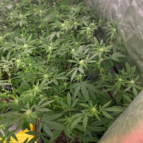 Og24k E2 growlog photo: Ultima pulverización con preventivo! 