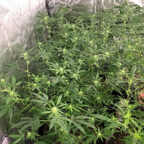 Og24k E2 growlog photo: Ultima pulverización con preventivo! 