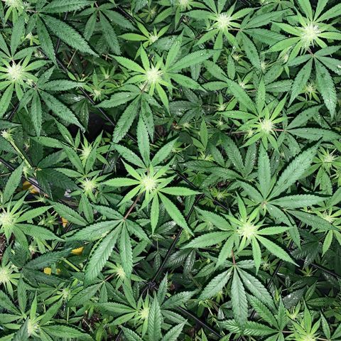 Og24k E2 growlog photo: Ultima pulverización con preventivo! 