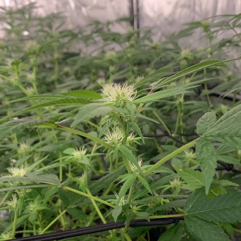 Og24k E2 growlog photo: Ultima pulverización con preventivo! 