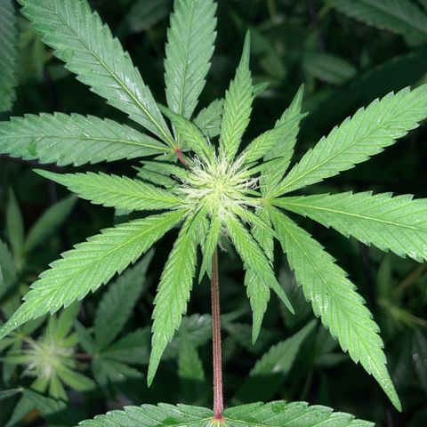 Og24k E2 growlog photo: Ultima pulverización con preventivo! 